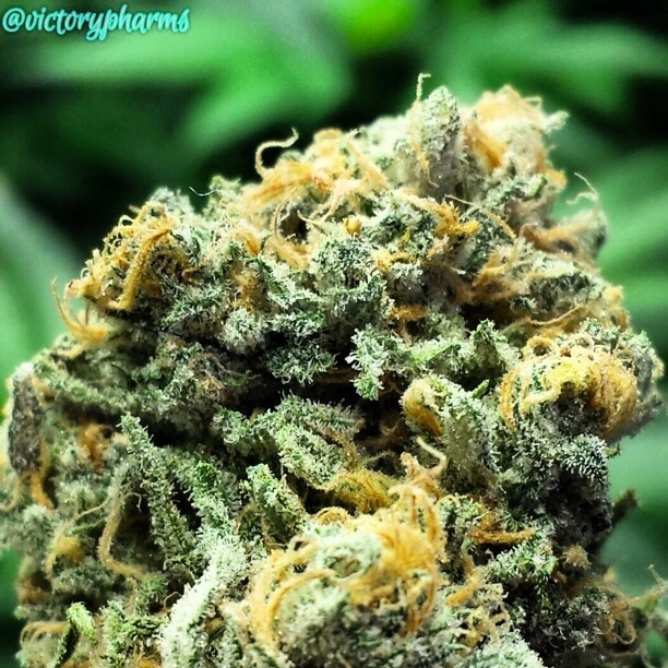 Blue Dream cannabis strain